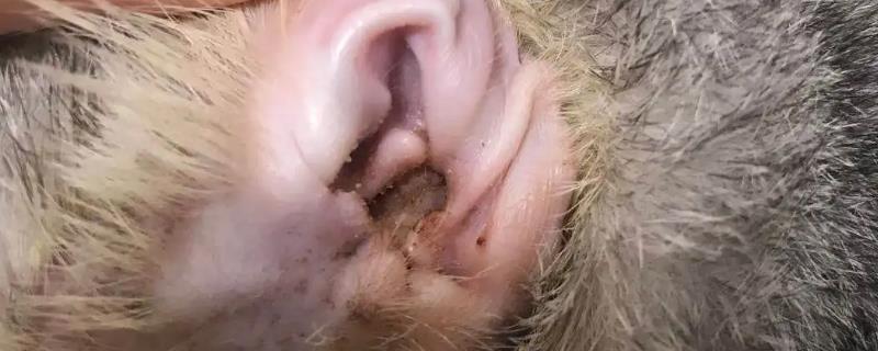 猫耳螨会不会传染，寄生在外耳道内且具有高度传染性