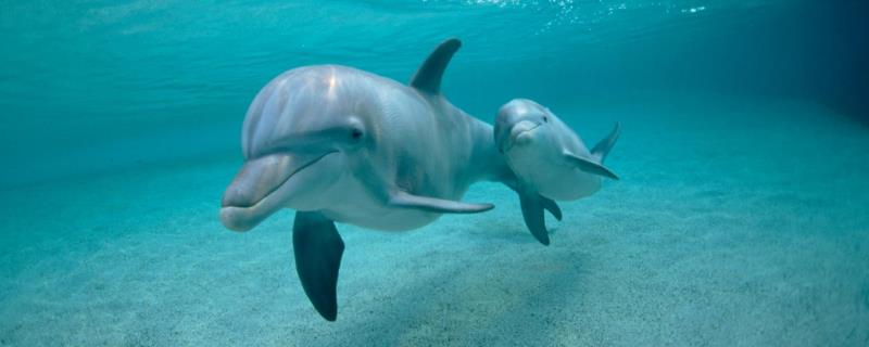 什么是海豚，是一种胎生哺乳动物