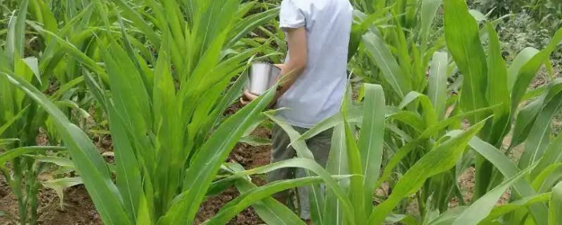 如何对玉米补锌施肥，可采用拌种、喷施等方式