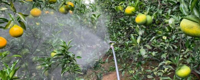磷酸二氢钾能否增强柑橘的抗寒能力，使用后有助于树体抗寒防冻