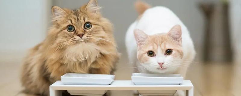 猫咪尿闭怎么治疗，可喂服消炎、利尿的药物