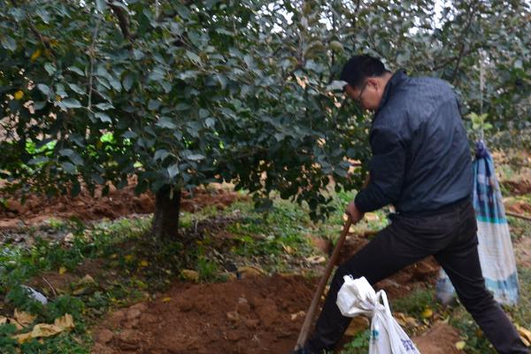 怎么对苹果树施肥，需根据生长时期决定施肥方法