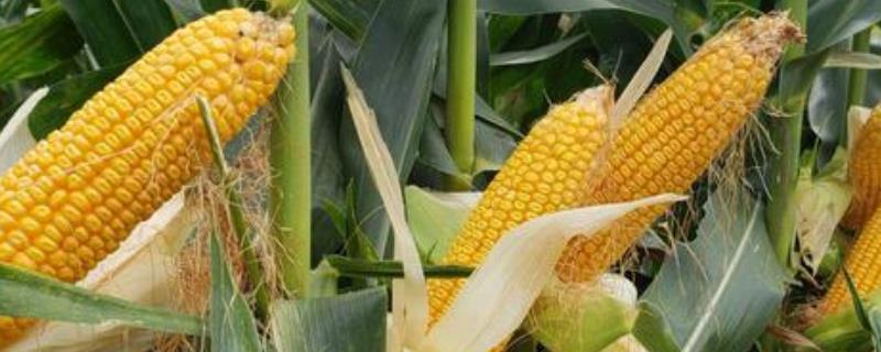 玉米免耕好处，可节省成本、减少农耗