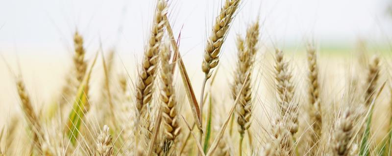 晚播小麦怎么管理，需增施肥料补充土壤中的养分