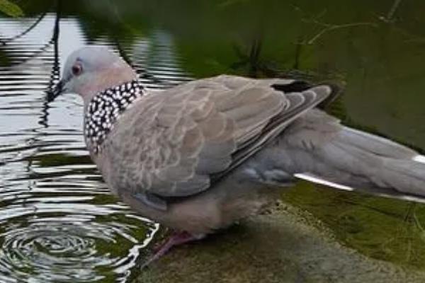 鸽子冬天喝冷水还是热水，喝稍热一点的温水更健康