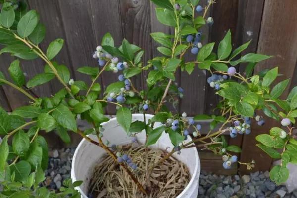 盆栽蓝莓浇水间隔期，可每隔5-10天浇一次
