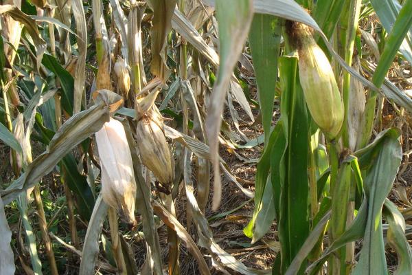 玉米干腐病如何防治，可农业防治也可药剂防治