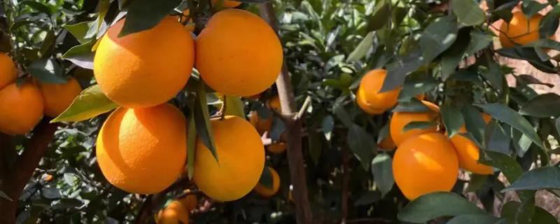 怎么防治脐橙病虫害，做好清园排水、修剪控梢等措施可增强植株的抗病力