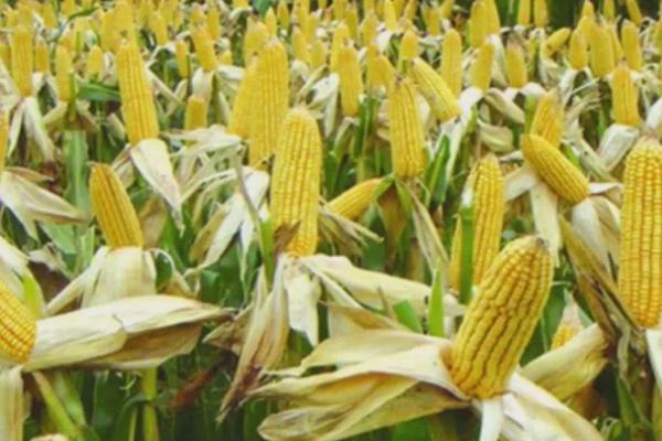 豫青贮23玉米种的特征特性，从出苗至收获需要117天