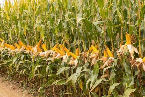 豫青贮23玉米种的特征特性，从出苗至收获需要117天