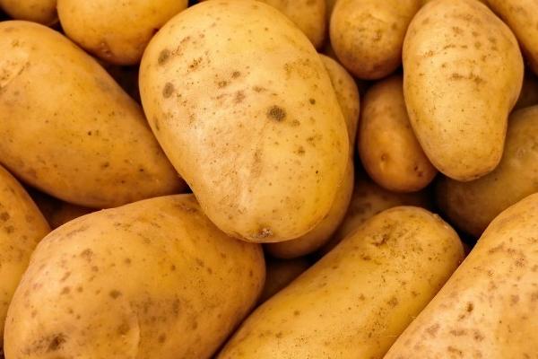 土豆怎么种植，需要切成块再播种