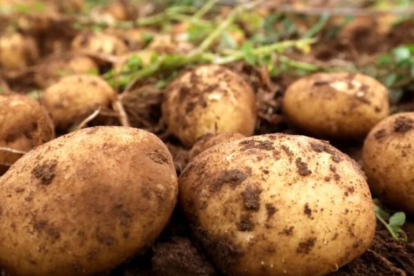 土豆怎么种植，需要切成块再播种