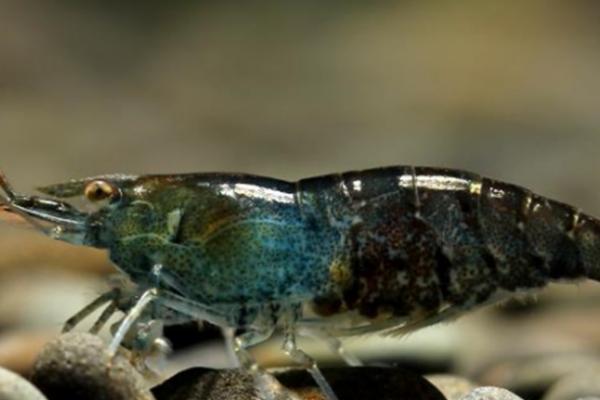 黑壳虾吃什么，单独养殖的话每3-4天喂一次