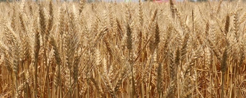 冬小麦无公害栽培技术，土壤以宗、褐、潮土为主