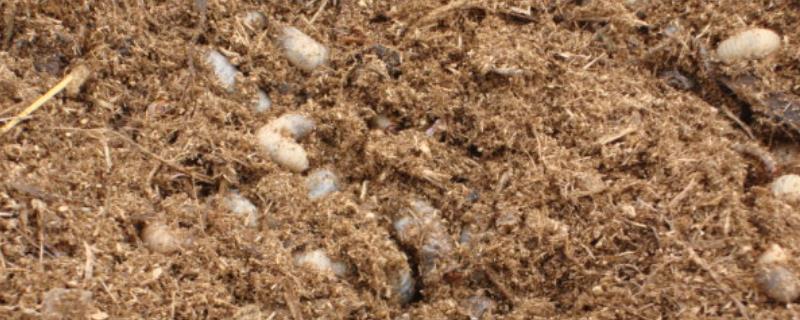 果园金龟子如何预防，必要时需进行土壤处理