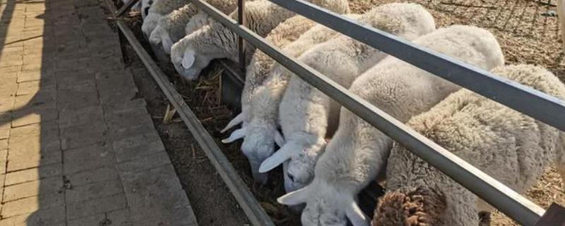 绵羊冬天怕不怕冷，比较怕冷但可以短时间忍耐低温
