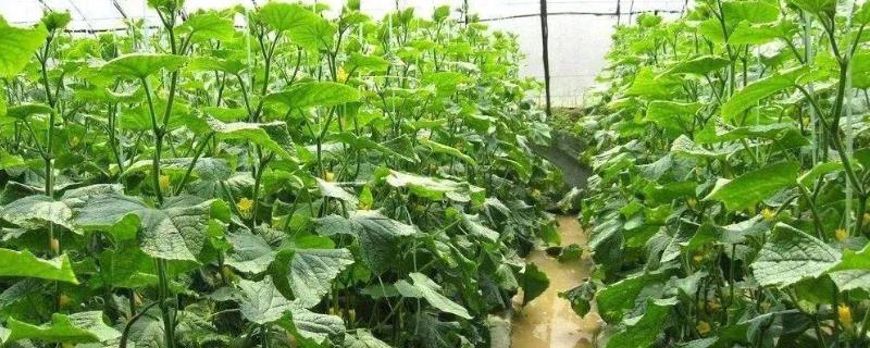 春季蔬菜管理技术，根据棚形来确定采光和保温