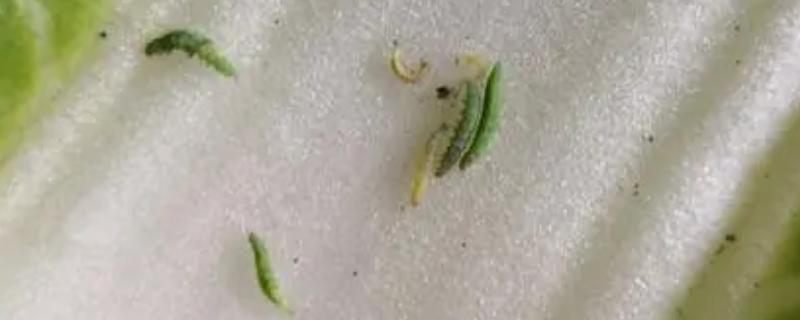什么是吊丝虫，是菜蛾属的一种有害昆虫