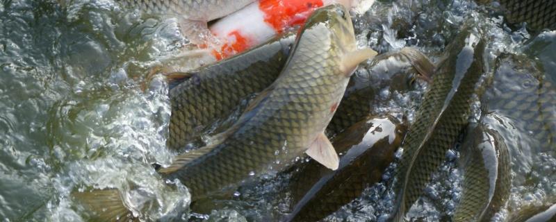 鱼会撑死吗，投喂饲料太多容易引发肠炎导致死亡