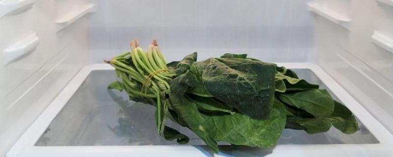 菠菜能不能用冰箱保存，剔除坏叶后即可放入冰箱
