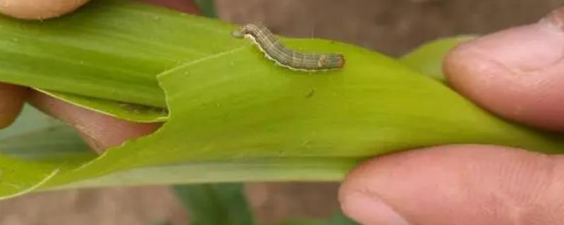 玉米粘虫的发生规律，二代粘虫发生盛期为7月份、三代粘虫发生盛期为8月份