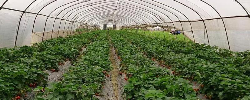11月份怎么管理草莓，需适当增温、喷施叶面肥