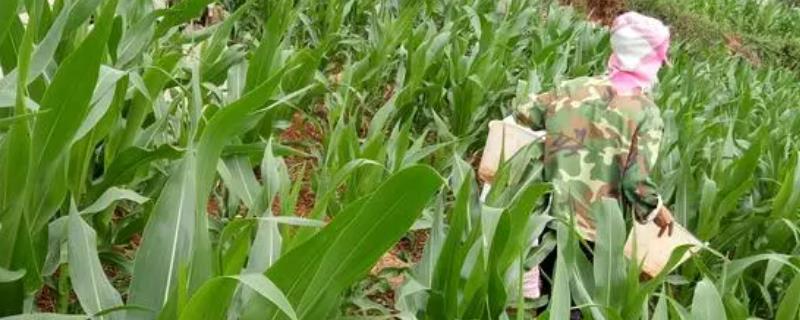 玉米配方施肥方法，可根据当前时期和亩产量决定施肥量