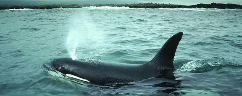 鲸鱼喷水原因，浮到水面呼吸时就会喷水