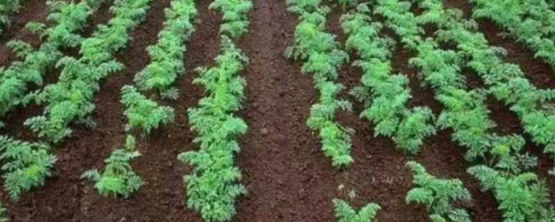 胡萝卜的播种方法，种子采收晒干后应即行搓毛