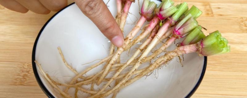 买回来的菠菜根可以水培吗，可以水培也可播种种植