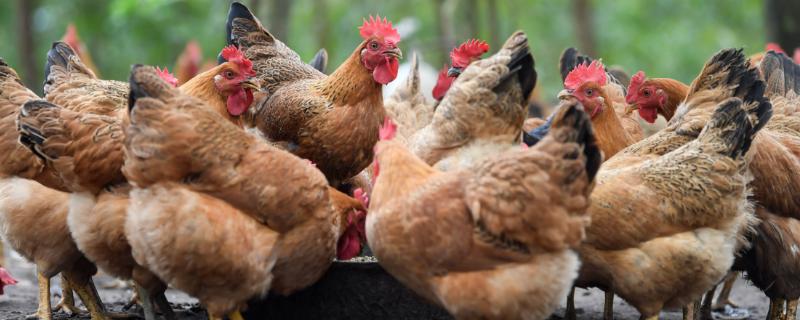 鸡吃什么长得又快又肥，常用这四种饲料