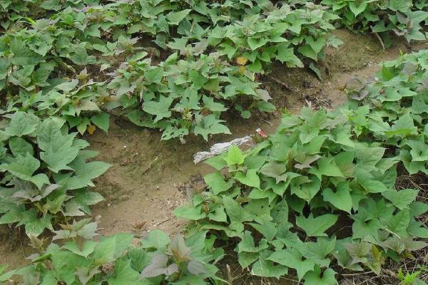 甘薯高产施肥管理技巧，农家肥为主化肥为辅