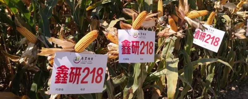 鑫研218玉米种的特征特性，在东华北中晚熟春玉米组的生育期为128天