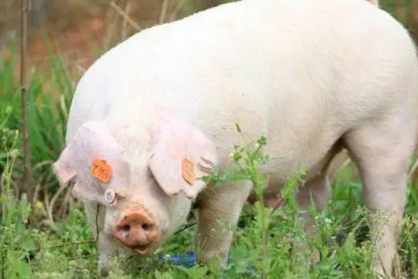 猪的寿命，家猪平均不超过2年就被宰杀