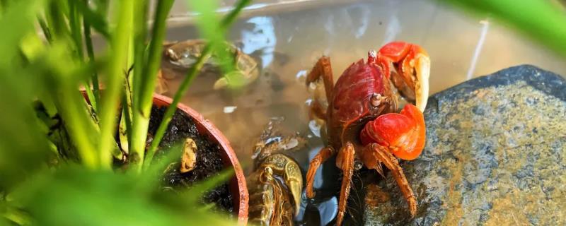 适合新手饲养的观赏蟹，包括相手蟹、恶魔蟹、辣椒蟹等品种