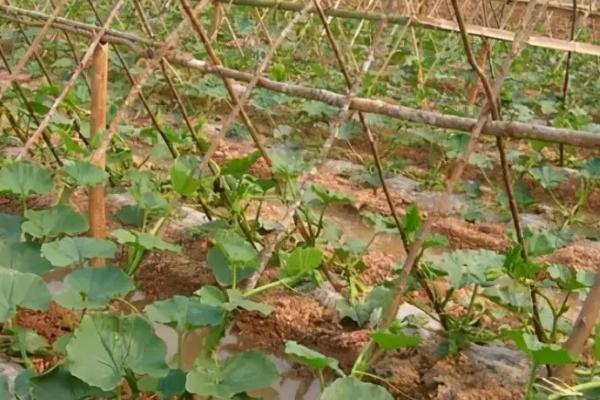 种植南瓜如何正确浇水，必须适时灌溉