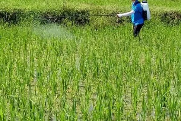 水稻对哪些农药敏感，比如二苯醚类、有机氯等农药