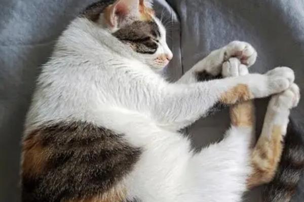 猫咪睡觉为什么把身体卷成团，缺乏安全感和环境温度低都会导致