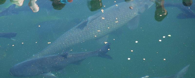 青鱼的饲养方法，水温不得低于6.5℃