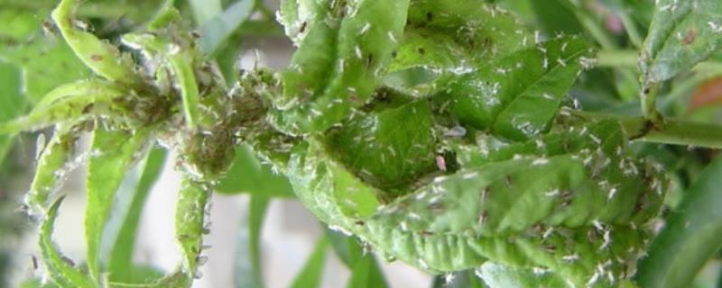 板蓝根桃蚜的为害特征，为害嫩叶、新芽和花器
