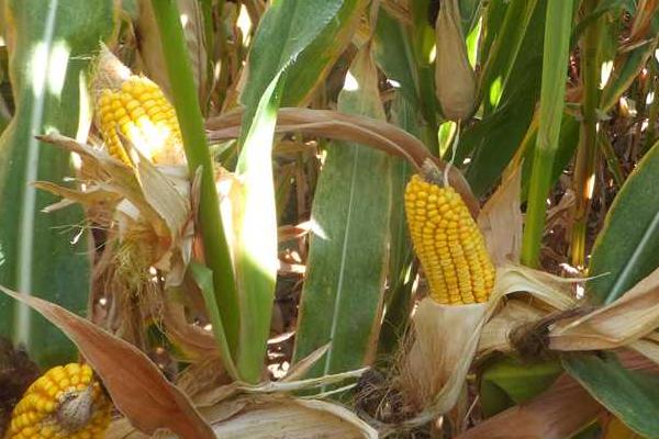 玉米为什么会秃尖，可能是缺水、发育不良等原因所导致