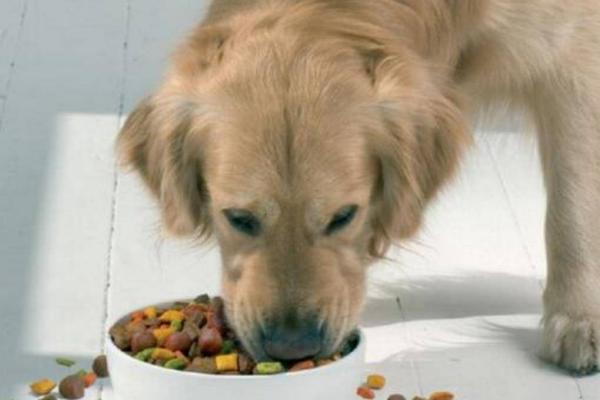 狗喜欢吃屎的原因，可能是感到饥饿、缺少微量元素等因素所导致