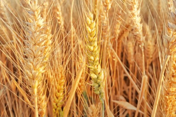 河农7069小麦种子简介，平均生育期245天