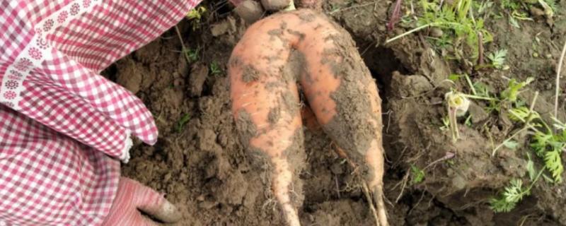胡萝卜为什么会分叉，可能是施肥不均匀、种子质量差等原因所导致