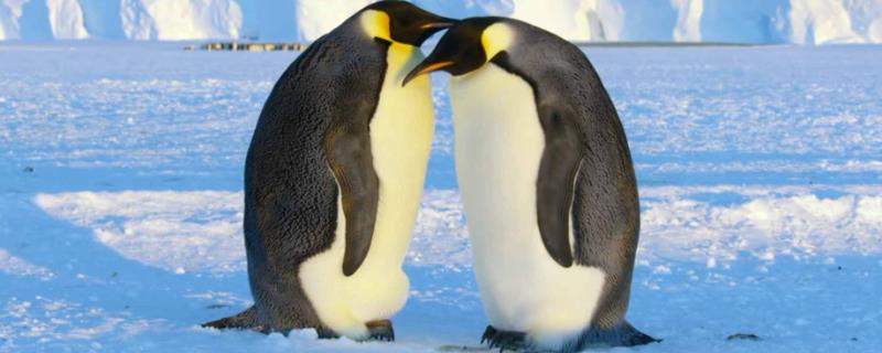 企鹅是一夫一妻制么，大部分企鹅是一夫一妻制