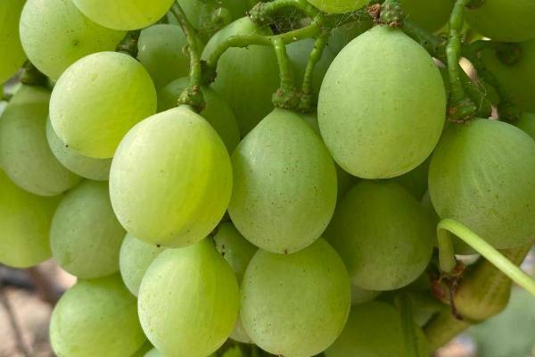 葡萄果实大小粒的原因及应对措施，缺硼和缺锌均会导致