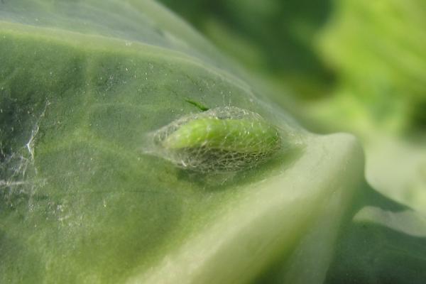 怎么防治蔬菜小菜蛾，虫害重发区要和瓜类、 豆类进行轮作