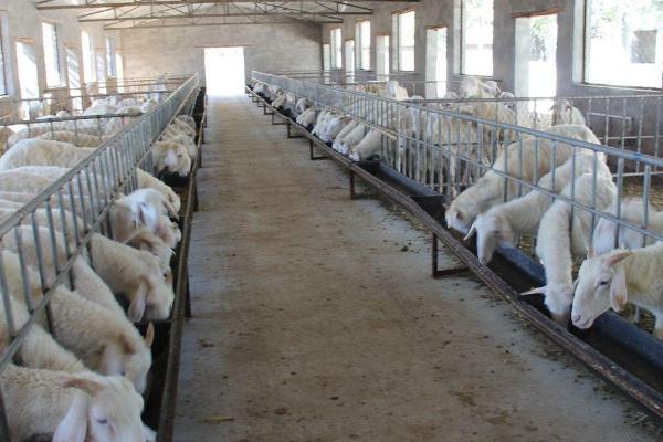 羊的养殖技术，羊舍要注意通风和保暖