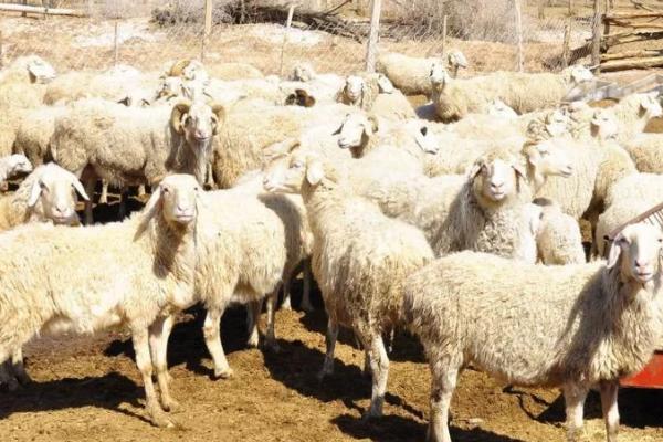 羊的养殖技术，羊舍要注意通风和保暖