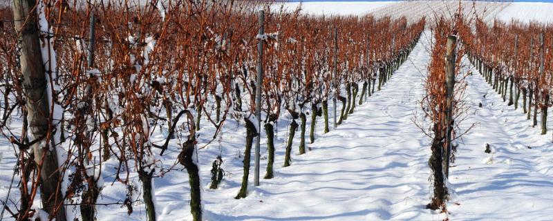 冬天葡萄的管理办法，注意对幼树要早埋防寒土